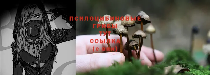 это какой сайт  Новоуральск  Галлюциногенные грибы Psilocybe 